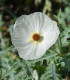 BIO Pleskanka - Argemone platyceras - bio semena - 50 ks