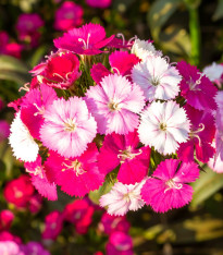 Hvozdík bradatý Dynasty mix F1 - Dianthus barbatus - semena - 16 ks