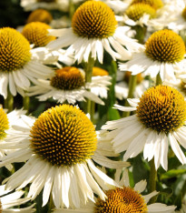 Třapatkovka White Swan - Echinacea purpurea - prostokořenné sazenice - 1 ks