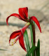 Sprekélie červená - Sprekelia formosissima - cibuloviny - 1 ks