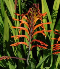 Chasmanthe - Chasmanthe saturnus - cibuloviny - 2 ks