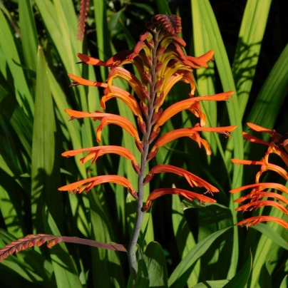 Chasmanthe - Chasmanthe saturnus - cibuloviny - 2 ks