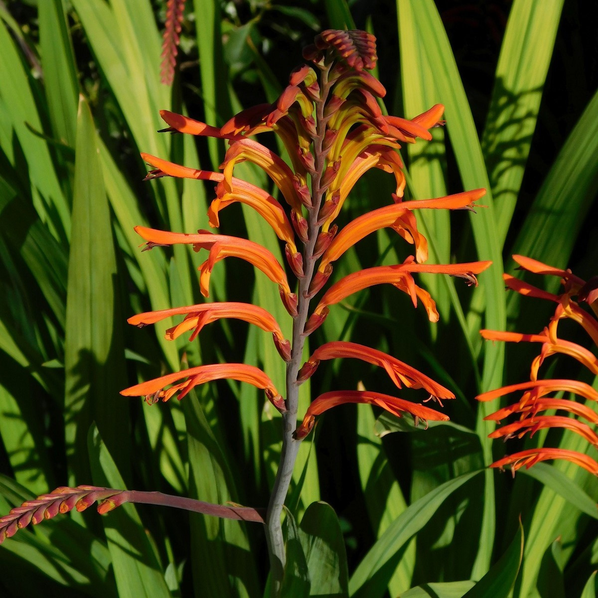 Chasmanthe - Chasmanthe saturnus - cibuloviny - 2 ks