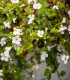 Bakopa Snowtopia - Bacopa sutera cordata - semena - 7 ks