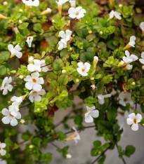 Bakopa Snowtopia - Bacopa sutera cordata - semena - 7 ks