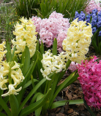 Směs hyacintů - Hyacinthus - cibuloviny - 4 ks