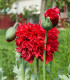 Mák Scarlet Peony - Papaver somniferum - semena - 150 ks