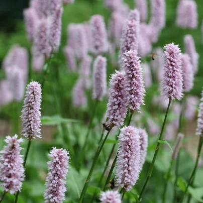 Rdesno Hadí kořen - Bistorta officinalis - semena - 15 ks