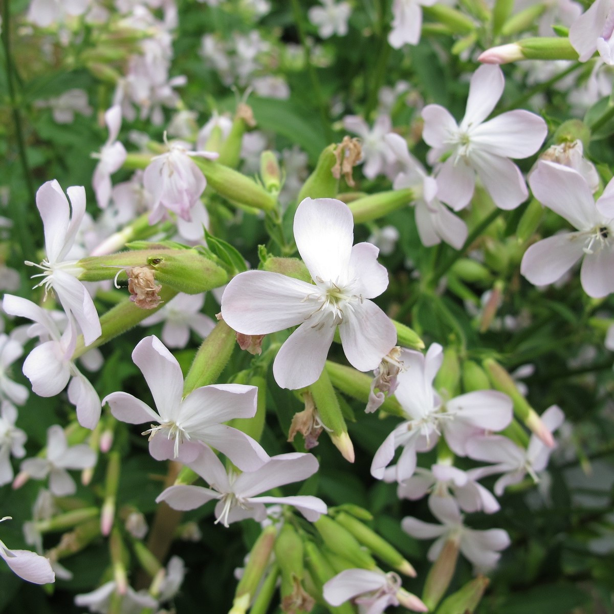 Mydlice lékařská - Saponaria officinalis - semena - 15 ks