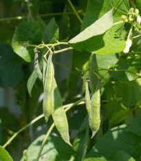 Fazole keříčková Filetty - Phaseolus Vulgaris Var. Nanus - semena - 20 ks