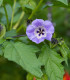 Lilík mochyňovitý - Nicandra physalodes - semena - 30 ks