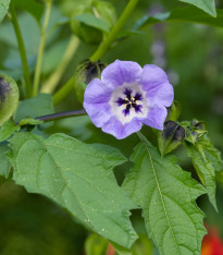 Lilík mochyňovitý - Nicandra physalodes - semena - 30 ks