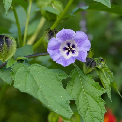 Lilík mochyňovitý - Nicandra physalodes - semena - 30 ks