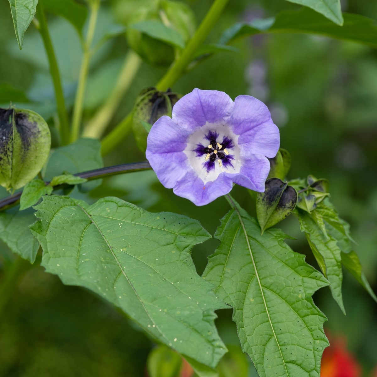 Lilík mochyňovitý - Nicandra physalodes - semena - 30 ks