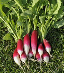 Ředkvička Francouzská snídaně - Raphanus sativus - semena - 45 ks