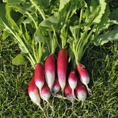 Ředkvička Francouzská snídaně - Raphanus sativus - semena - 45 ks