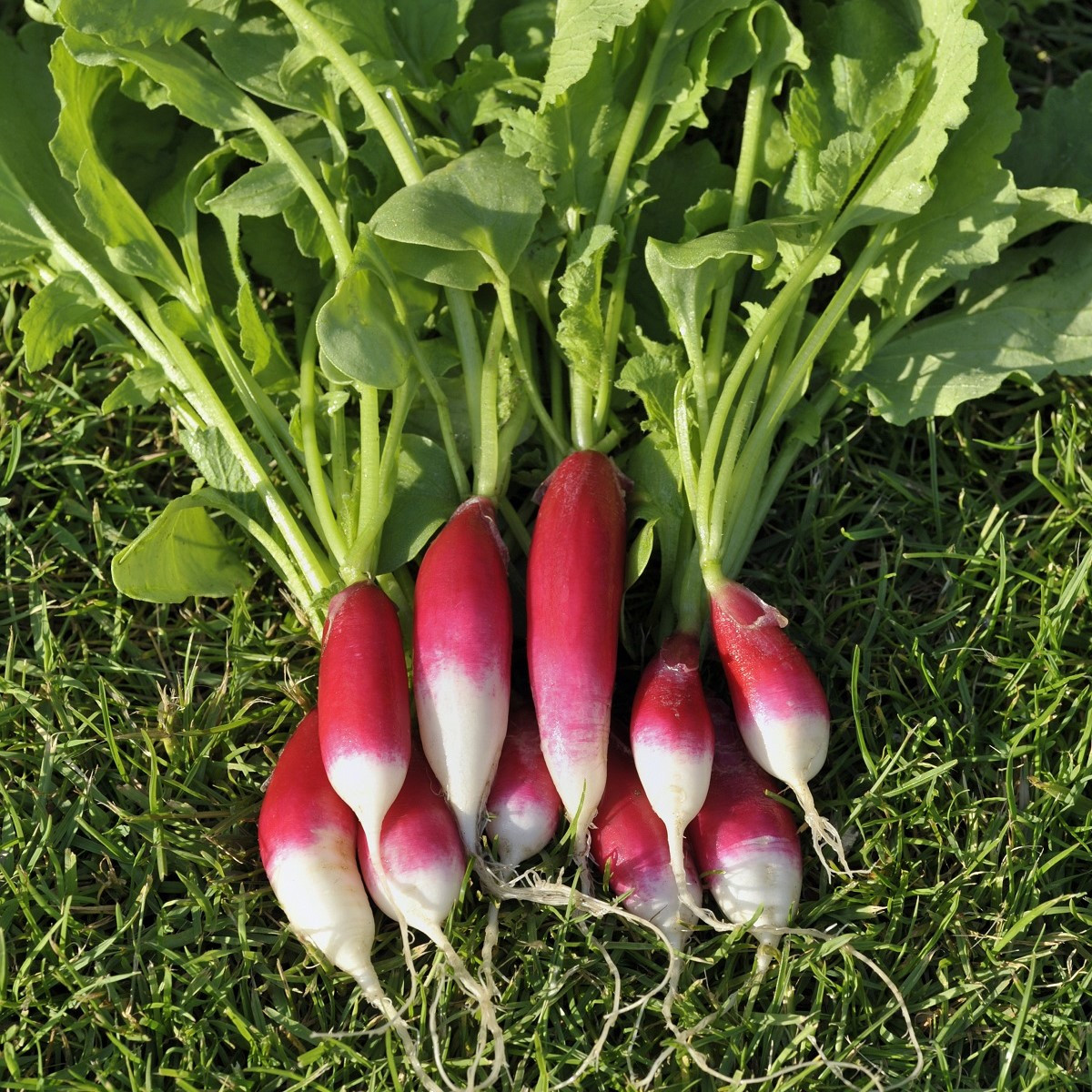 Ředkvička Francouzská snídaně - Raphanus sativus - semena - 45 ks