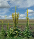 Divizna velkokvětá - Verbascum densiflorum - semena - 300 ks