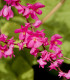Antigonon mexický - Antigonon Leptopus - semena - 15 ks