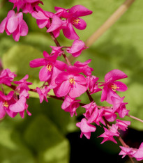 Antigonon mexický - Antigonon Leptopus - semena - 15 ks