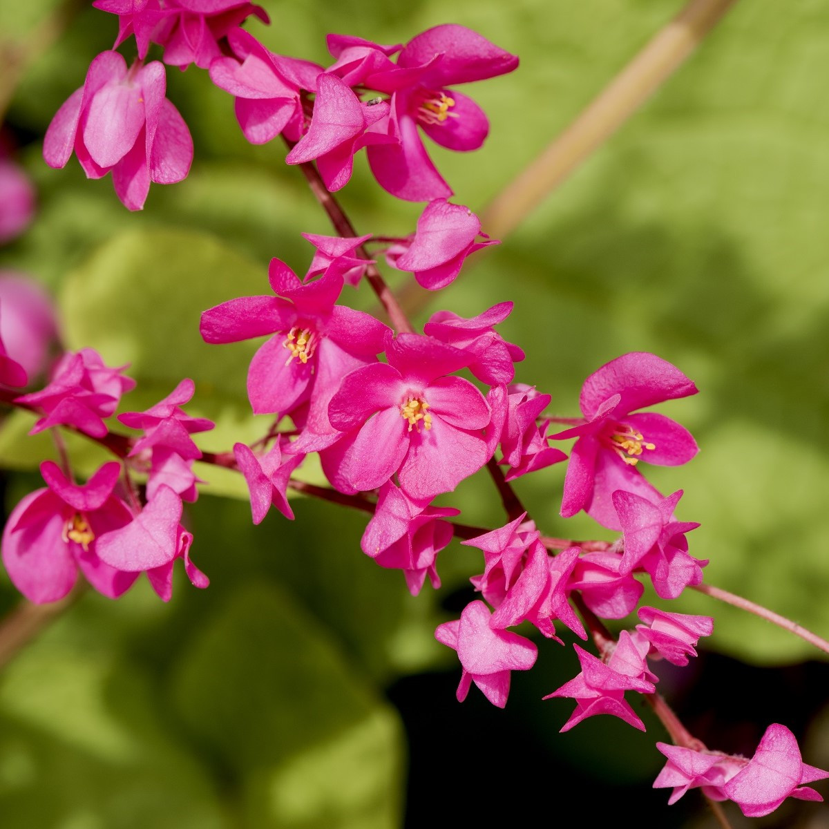 Antigonon mexický - Antigonon Leptopus - semena - 15 ks