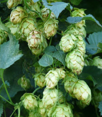 Chmel japonský - Humulus japonicus - semena - 7 ks