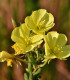 Pupalka dvouletá - Oenothera biennis - semena - 150 ks