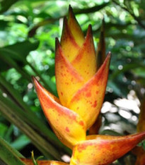 Heliconie champneiana - Heliconia champneiana Splash - semena - 8 ks