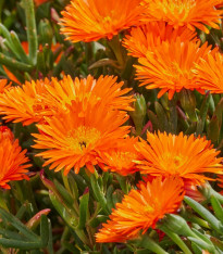 Lampranthus oranžový - Lampranthus aureus - semena - 10 ks