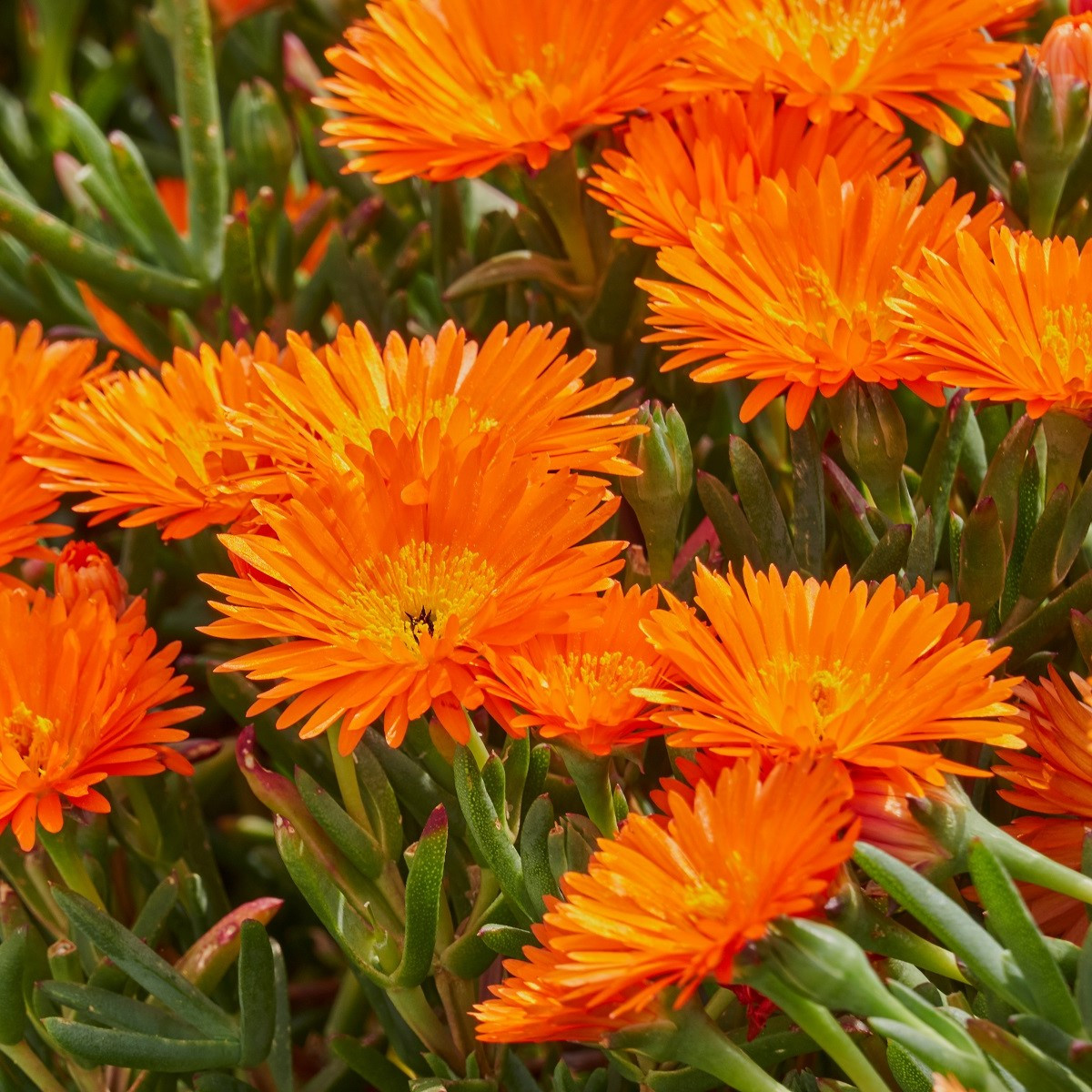 Lampranthus oranžový - Lampranthus aureus - semena - 10 ks