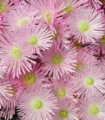 Lampranthus růžový - Lampranthus filicaulis - semena - 10 ks