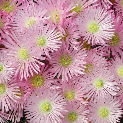 Lampranthus růžový - Lampranthus filicaulis - semena - 10 ks