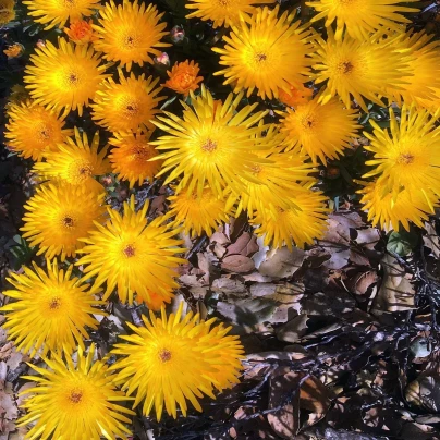 Lampranthus žlutý - Lampranthus glaucus - semena - 10 ks