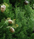 Cypřiš pravý - Cupressus sempervirens - semena - 7 ks