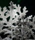 Starček přímořský - Cineraria maritima - semena - 300 ks