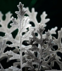 Starček přímořský - Cineraria maritima - semena - 300 ks