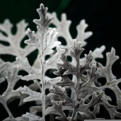 Starček přímořský - Cineraria maritima - semena - 300 ks