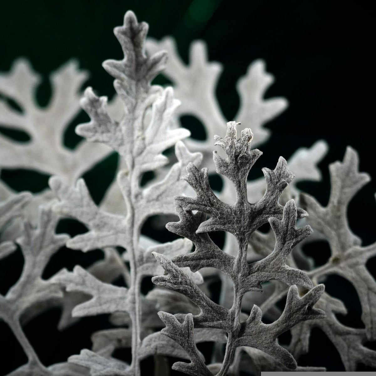 Starček přímořský - Cineraria maritima - semena - 300 ks