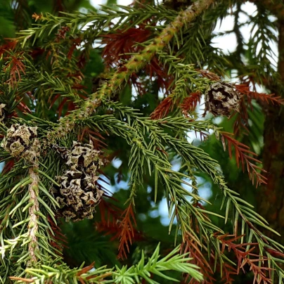 Kryptómerie japonská - Cryptomeria japonica - semena - 4 ks