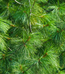 Semena borovice – Borovice Roxburghova – Pinus roxburghii