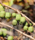 Minikiwi - Actinidia arguta - semena - 5 ks