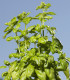 Bazalka trpasličí pravá - Ocimum basilicum - semena - 100 ks