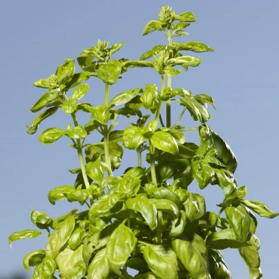 Bazalka trpasličí pravá - Ocimum basilicum - semena - 100 ks