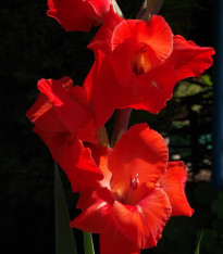 Mečík červený Hunting song - Gladiolus - cibuloviny - 3 ks