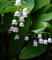 Konvalinka vonná růžová - Convallaria majalis - prostokořenné sazenice - 1 ks