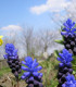 Modřenec širokolistý - Muscari latifolium - cibuloviny - 5 ks