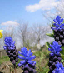 Modřenec širokolistý - Muscari latifolium - cibuloviny - 5 ks