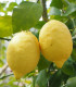 Citroník pravý - Citrus Limon - semena - 5 ks