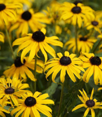Třapatka srstnatá - Rudbeckia hirta - semena - 400 ks