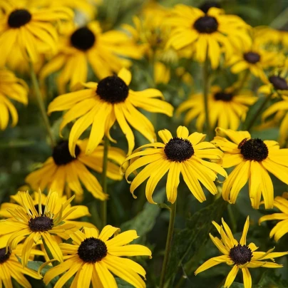 Třapatka srstnatá - Rudbeckia hirta - semena - 400 ks